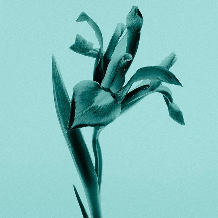 Immagine prodotto Tiffany & Co. Firma (Eau de parfum, 75 ml)