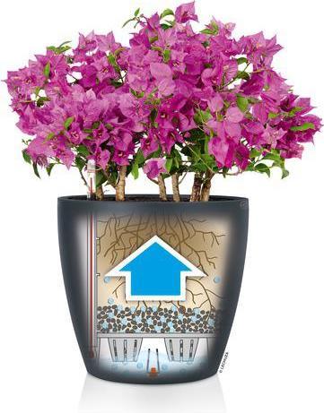 Actual product image Lechuza Classico Color