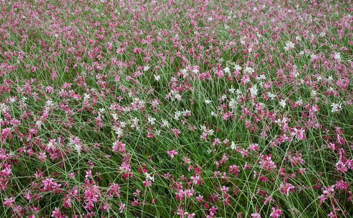 Produktbild Rokinon 35mm F1.4 AS UMC Wide Angle Cine Lens for Sony E-Mount (NEX) (RK35M-E) (Sony E, APS-C / DX)