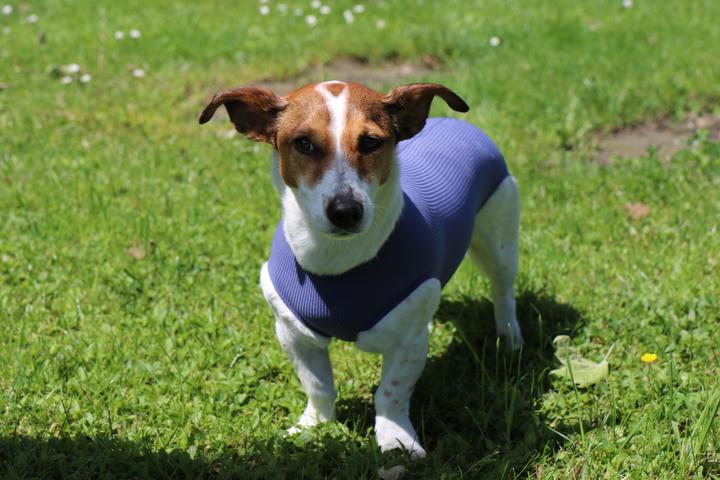 Image du produit Vetmedcare Body Dog Chienne Body Basic