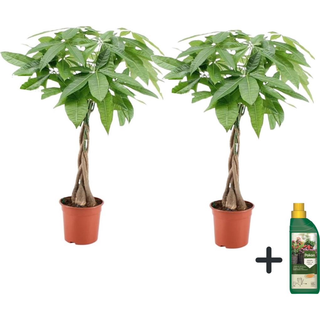 Plant in a Box, Pflanzen, Pachira aquatica - 2er-Set Geldbaum (60 cm)