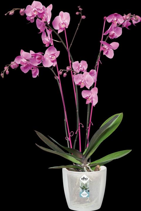 Immagine prodotto Elho Orchidea di Bruxelles (13 cm)