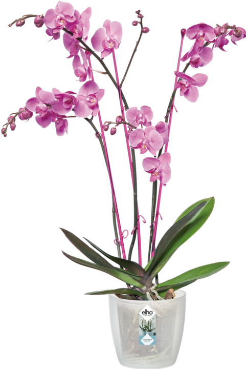 Produktbild Elho Brussels Orchid (13 cm)