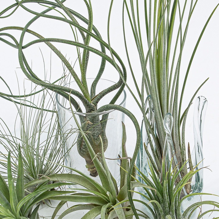 Actual product image Kakteen Gautschi Tillandsia-Set 2 (25 cm)
