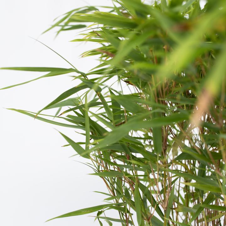 Immagine prodotto Plant in a Box Fargesia nitida 'Gansu' - Bambù del Gansu (50 cm)