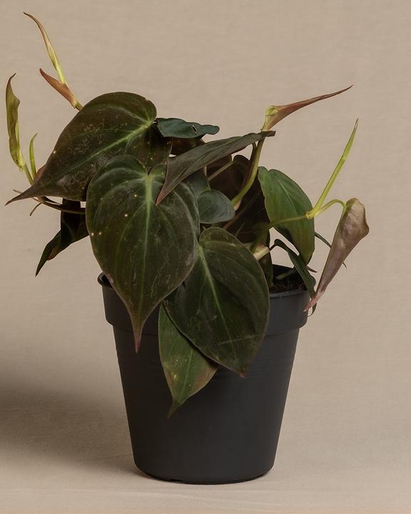 Image du produit feey Philodendron micans (20 cm, Fraîchement rempotés)