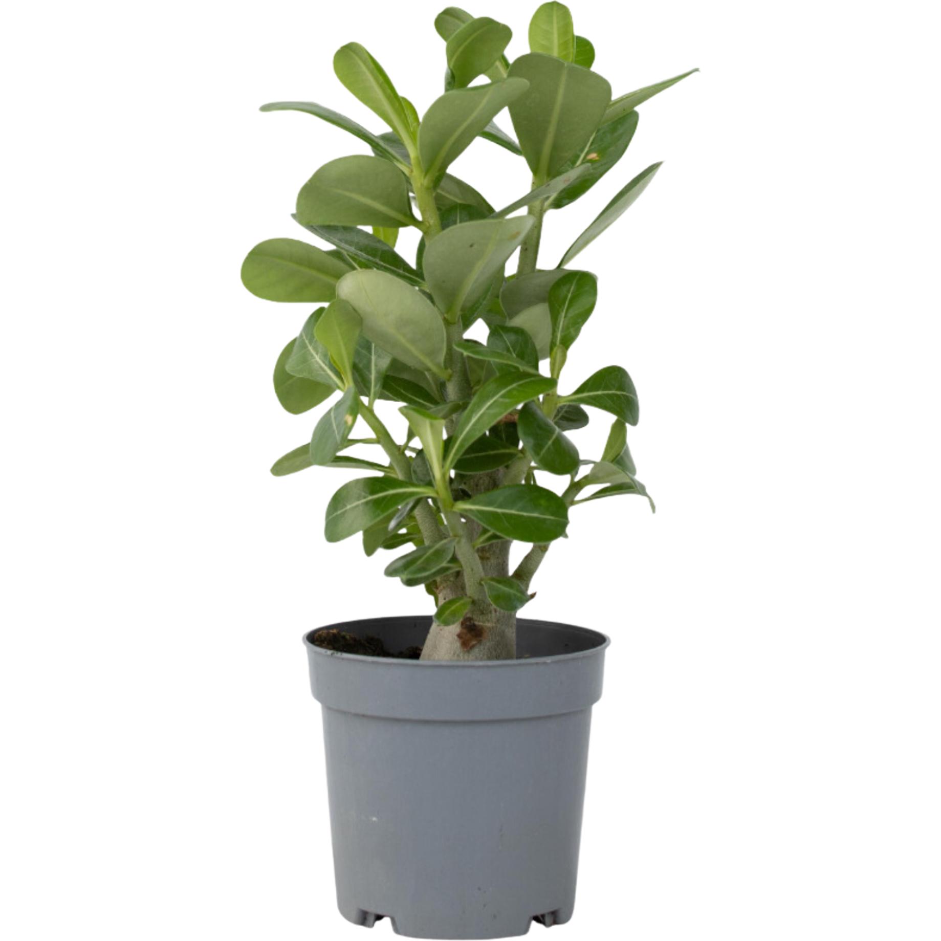Plant in a Box, Pflanzen, Adenium Obesum - Wüstenrose (25 cm)