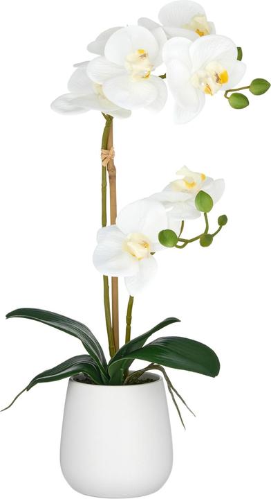 Immagine prodotto Disco Möbel Kunstpflanze Phalaenopsis (45 cm)
