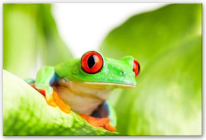 Immagine prodotto Trenddeko Petardo (60 x 40 cm)