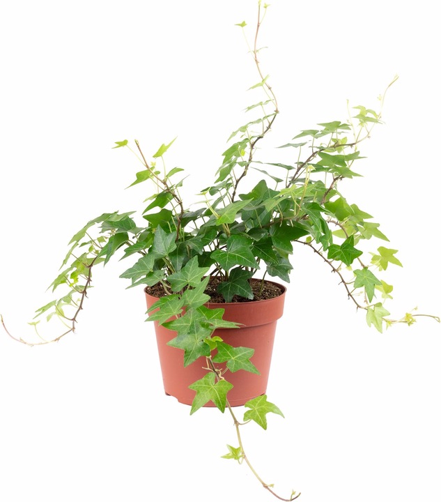 Immagine prodotto Flowerbox Gemeiner Efeu- Hedera helix (20 cm)