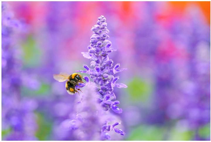 Produktbild Sigma 105mm f/2.8 DG DN Macro Art, Sony E (Sony E, Vollformat)