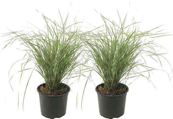 Immagine prodotto Plant in a Box Calamagrostis acutiflora x 'Overdam' - Set di 2 erbe a grappolo (20 cm)