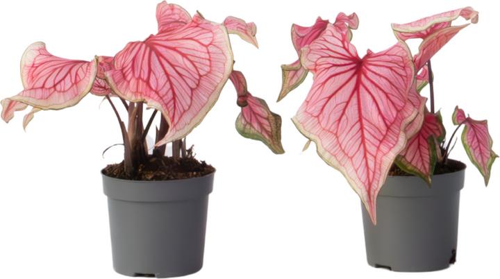 Actual product image Plant in a Box Caladium Sweetheart - (25 cm)