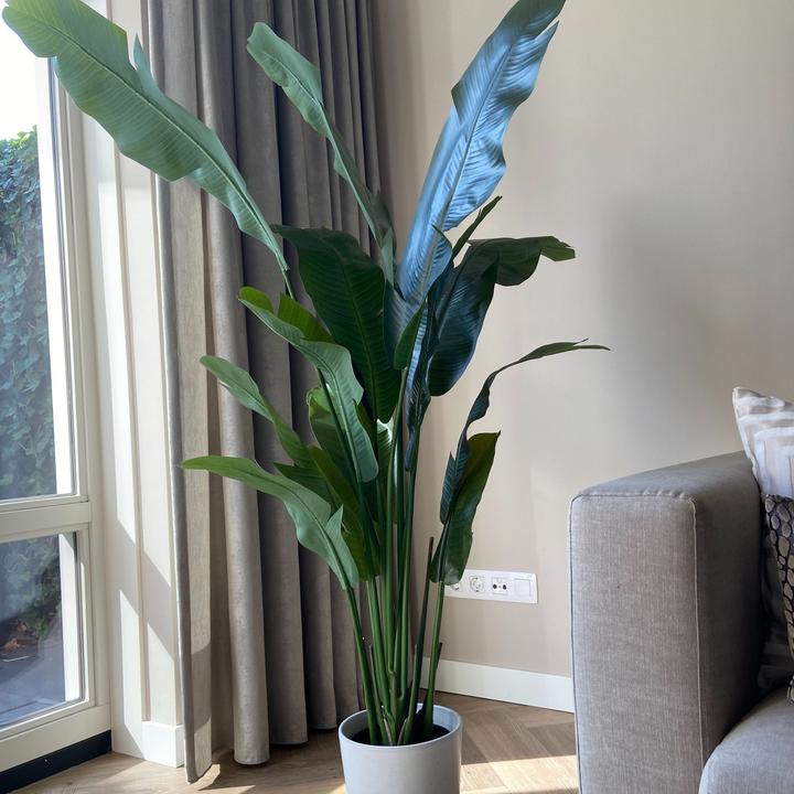 Immagine prodotto Plant in a Box Strelitzia - (160 cm)