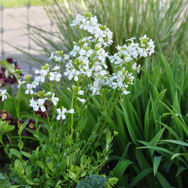 Actual product image Säntispracht Set of 3, Carpathian watercress