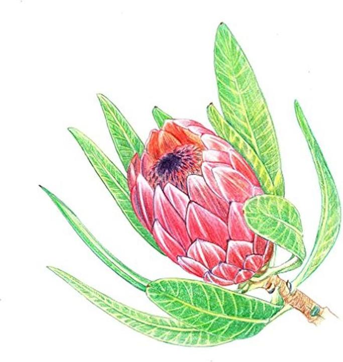 Actual product image Tombow Irojites (30 x)