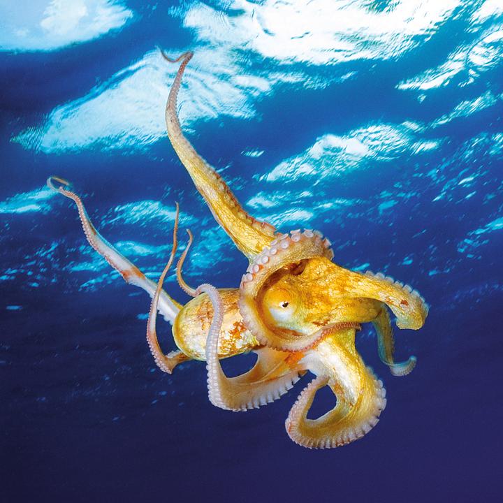 Produktbild Meerestiere 2026 (30 x 30 cm, Harter Einband, Deutsch, Spanisch, Französisch, Tschechisch, Polnisch, Niederländisch, Italienisch, Englisch)