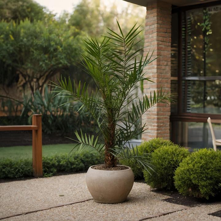 Actual product image Plant in a Box Phoenix canariensis - Kanarische Dattelpalme (80 cm)