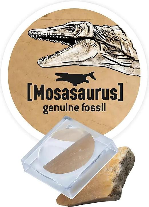 Productafbeelding Buki Stegosaurus om te graven