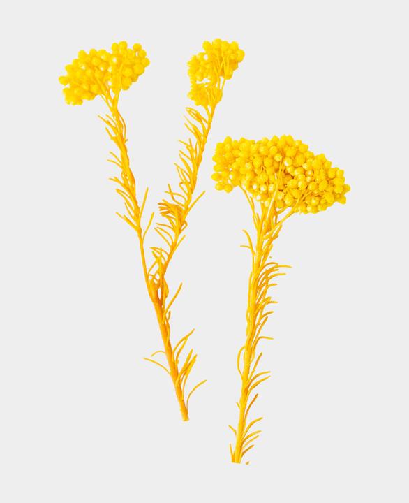 Image du produit I Am Creative Fleurs séchées Immortelle (Fleurs séchées)