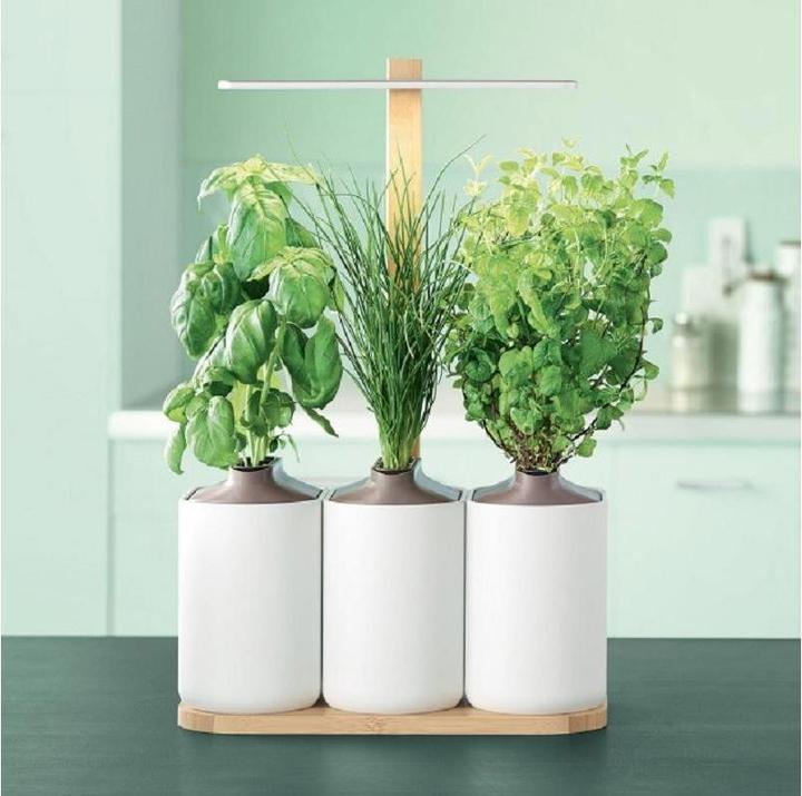 Image du produit Prêt à Pousser Lilo