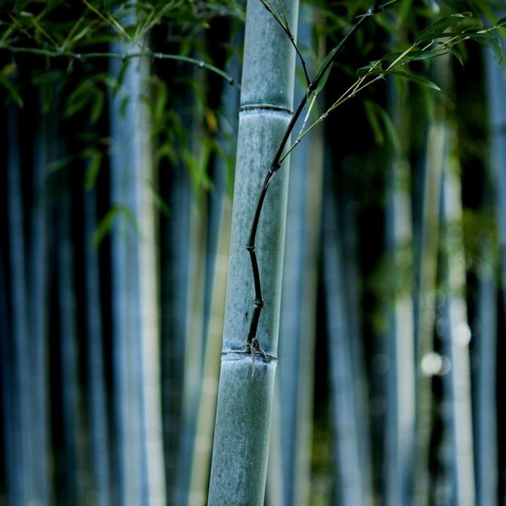 Plant in a Box Fargesia papyrifera 'Blue Dragon' - 6er-Set Bambus