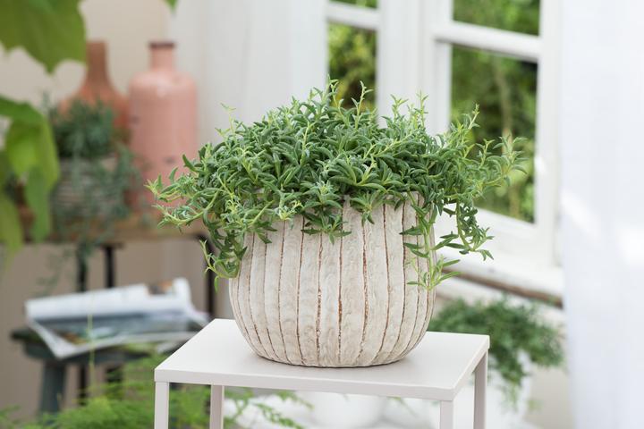 Produktbild Plant in a Box Senecio peregrinus - Delfinpflanze (10 cm)