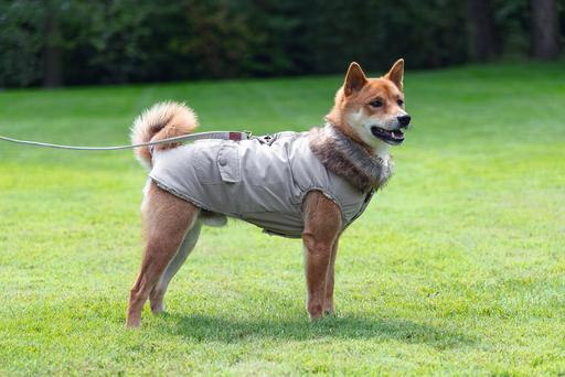 Actual product image Designed by Lotte Dog coat Philos (XXXL, Dog coat)