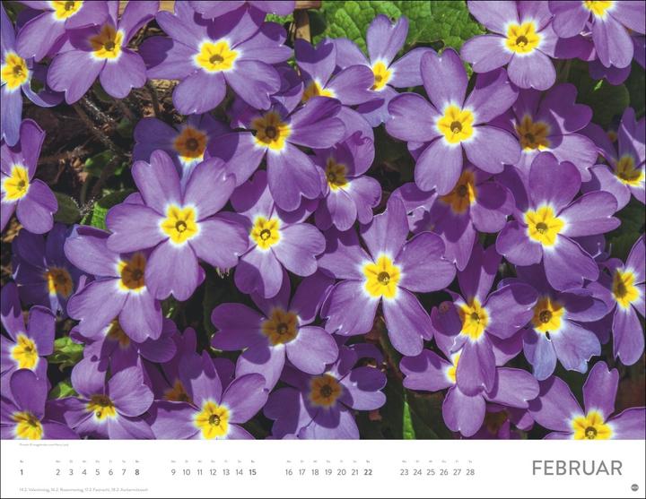 Immagine prodotto Blütenmeer Posterkalender 2026 (44 x 34 cm)