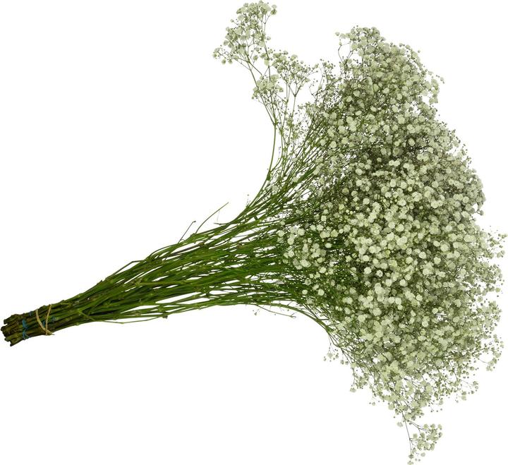 Produktbild Flowerbox Bund Schleierkraut - Gypsophila paniculata Xlence (Schnittblumen)