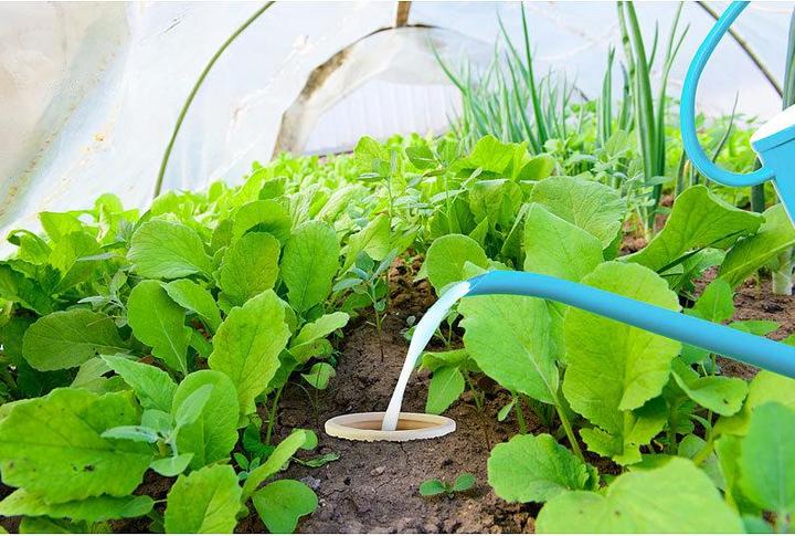 Actual product image Royal Gardineer Set of 3 terracotta watering balls for garden beds, 3 liters (Irrigation balls)