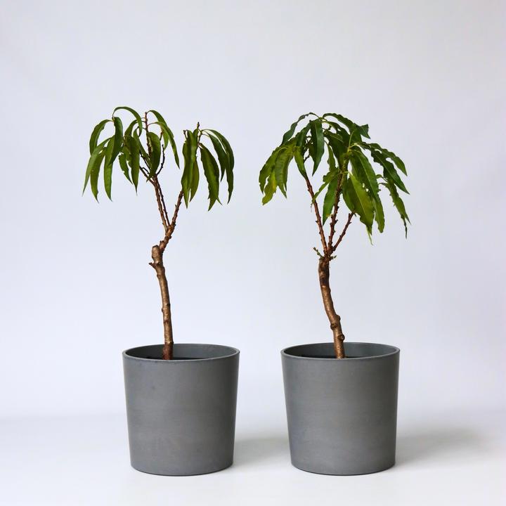 Image du produit Plant in a Box Prunus 'Bonanza', Prunus Persica 'Saturne' - Pfirsichbaumen (60 cm)