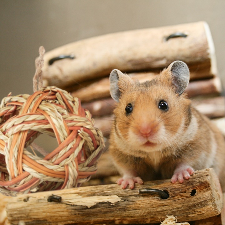 Productafbeelding Relaxdays Hamster Accessoires Set