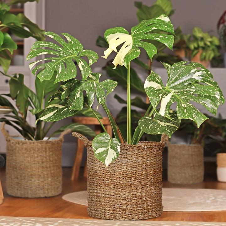 Produktbild Relaxdays Pflanzkorb (37 x 42 cm)