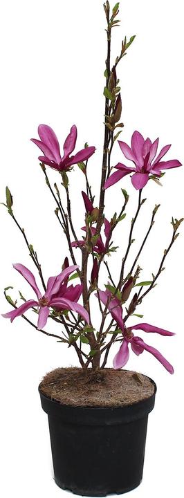 Image du produit Zulauf Purpur-Magnolie / Magnolia 'Susan' (80 cm)