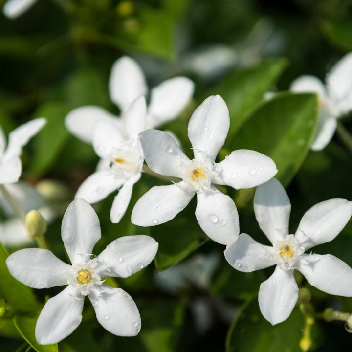 Produktbild Plant in a Box Trachelospermum jasminoides - 2er Set Sternjasmin (120 cm)