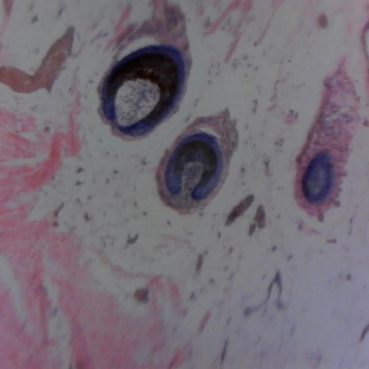 Image du produit Carson Optical Microscope