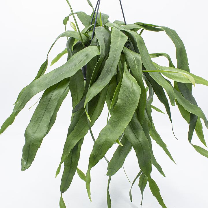 Immagine prodotto Kakteen Gautschi Epiphyllum pumillum (50 cm)