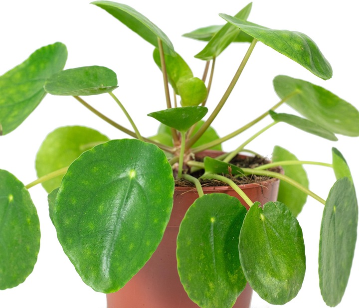 Produktbild Flowerbox Ufopflanze - Pilea peperomioides (20 cm)