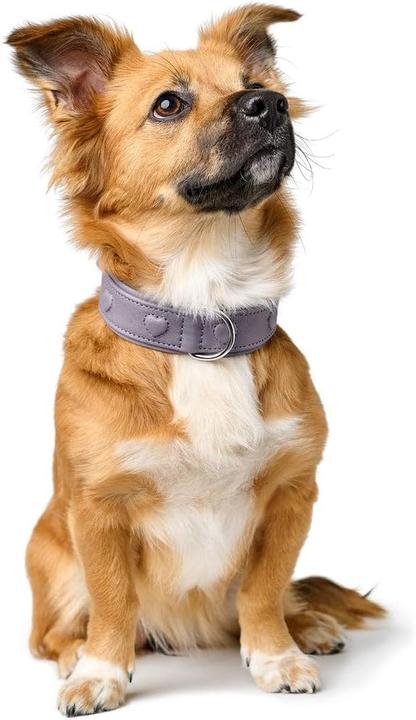 Actual product image Hunter - H.HB Soho X Love - 32/XS - Purple (32, XS, Dog, General)