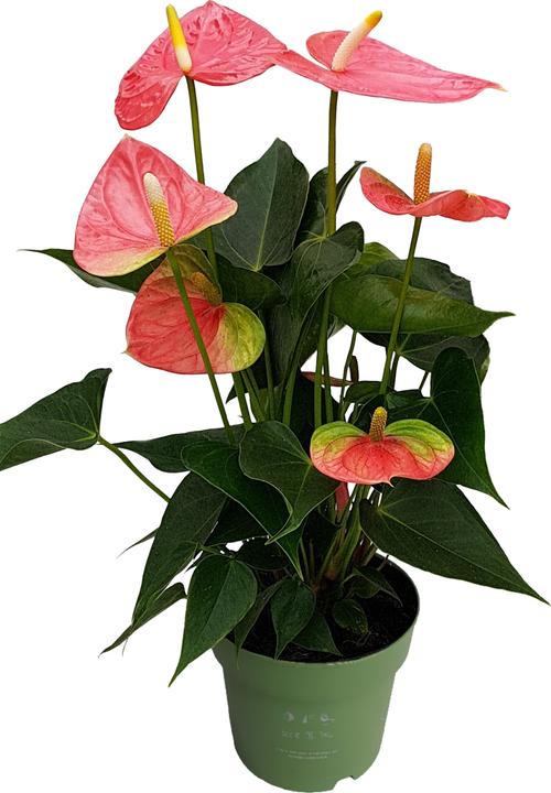 Produktbild Plant in a Box Anthurium 'Colorado Pink" - (40 cm)