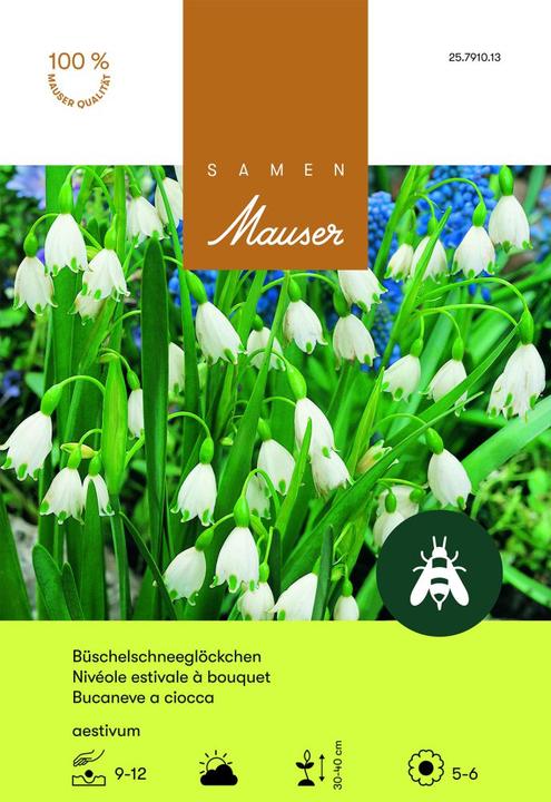 Samen Mauser Büschel-Schneeglöckchen (Blumenzwiebel)