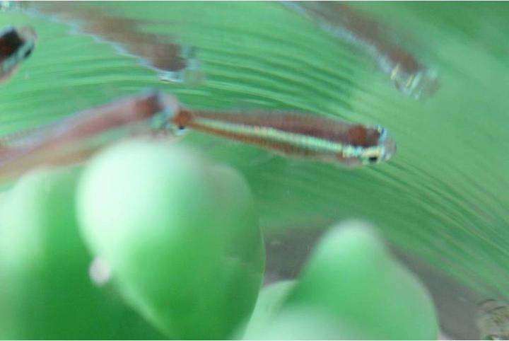 Actual product image Polymaker PJ01011 PolySmooth Filament polishable 1.75 mm 750 g Transparent 1 pc (PVB, 1.75 mm, 750 g, Transparent)