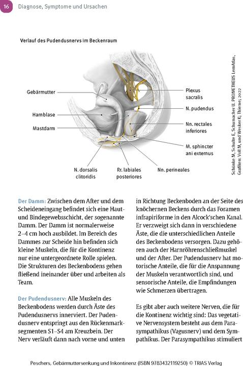 Produktbild Frauengesundheit: Gebärmuttersenkung und Inkontinenz (Deutsch, Ursula Peschers, 2024)