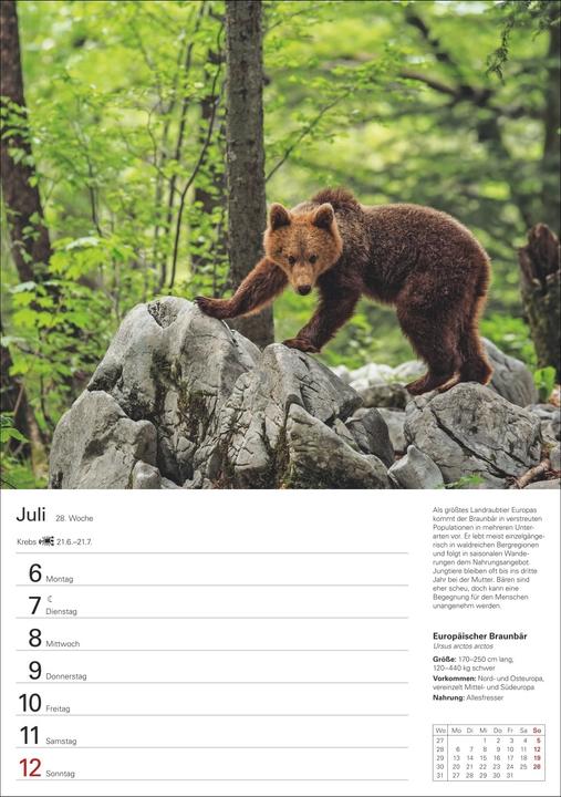 Produktbild Harenberg Heimische Tiere Wochenplaner 2026 - 53 faszinierende Fotografien
