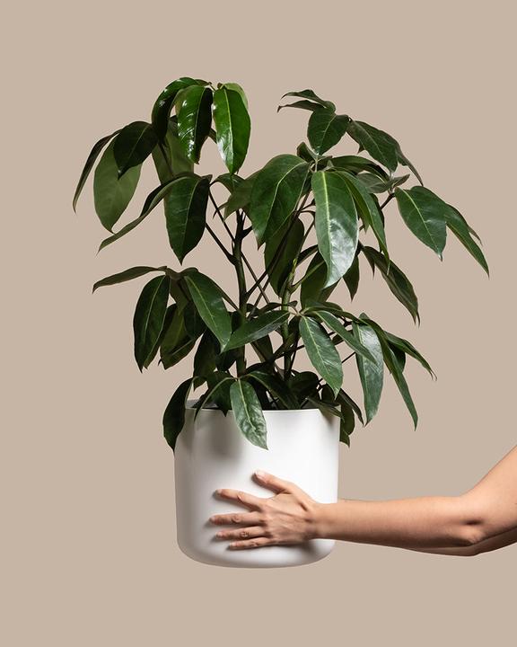 Image du produit feey Schefflera amate (70 cm, Fraîchement rempotés)