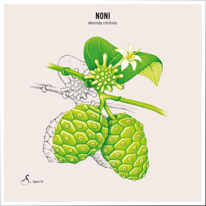 Image du produit Sekoya Noni | Extrait de jus de noni (90 pièce(s), Capsules)