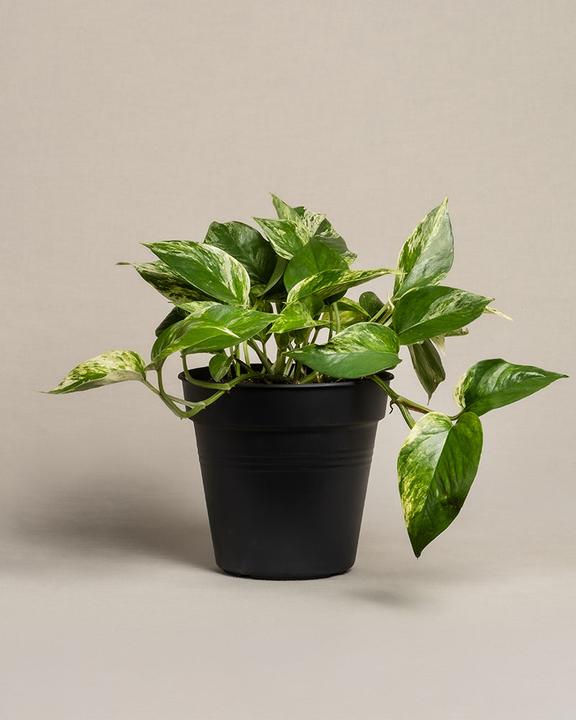 feey Grosse Efeutute Marble Queen (25 cm, Frisch umgetopft)