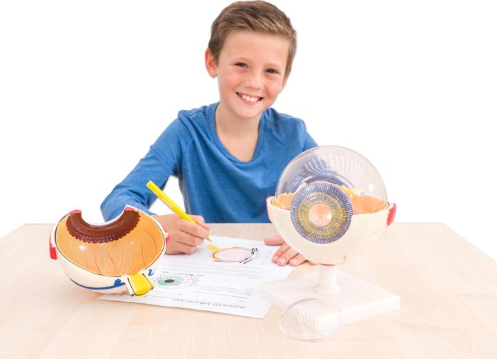 Actual product image Betzold Eye model