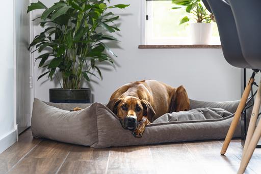 Actual product image Beeztees Veo (Dog)